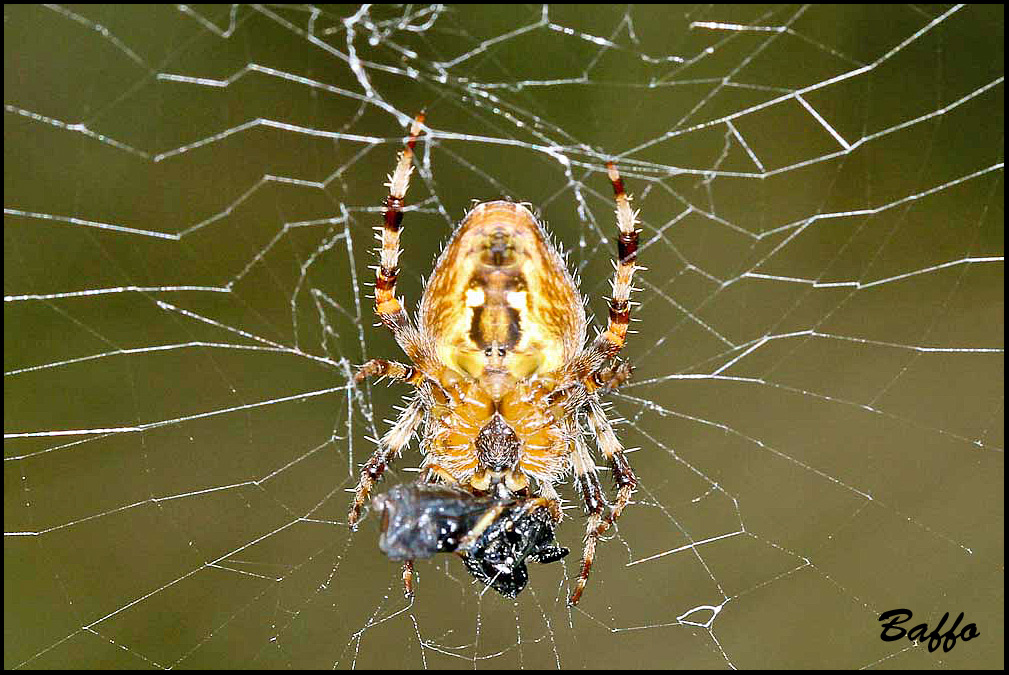 Araneus diadematus